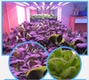 Full spectrum plant growth supplement lamp simulates sunlight for indoor planting of strawberries, hydroponics, leafy vegetables, flowers, and green plants