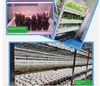 Full spectrum plant growth supplement lamp simulates sunlight for indoor planting of strawberries, hydroponics, leafy vegetables, flowers, and green plants